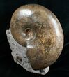 Huge Lytoceras Ammonite - Free Standing #4336-1